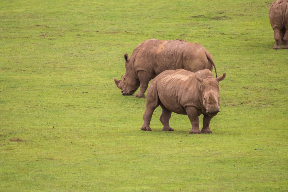 brown rhinoceros on green grass field during daytime