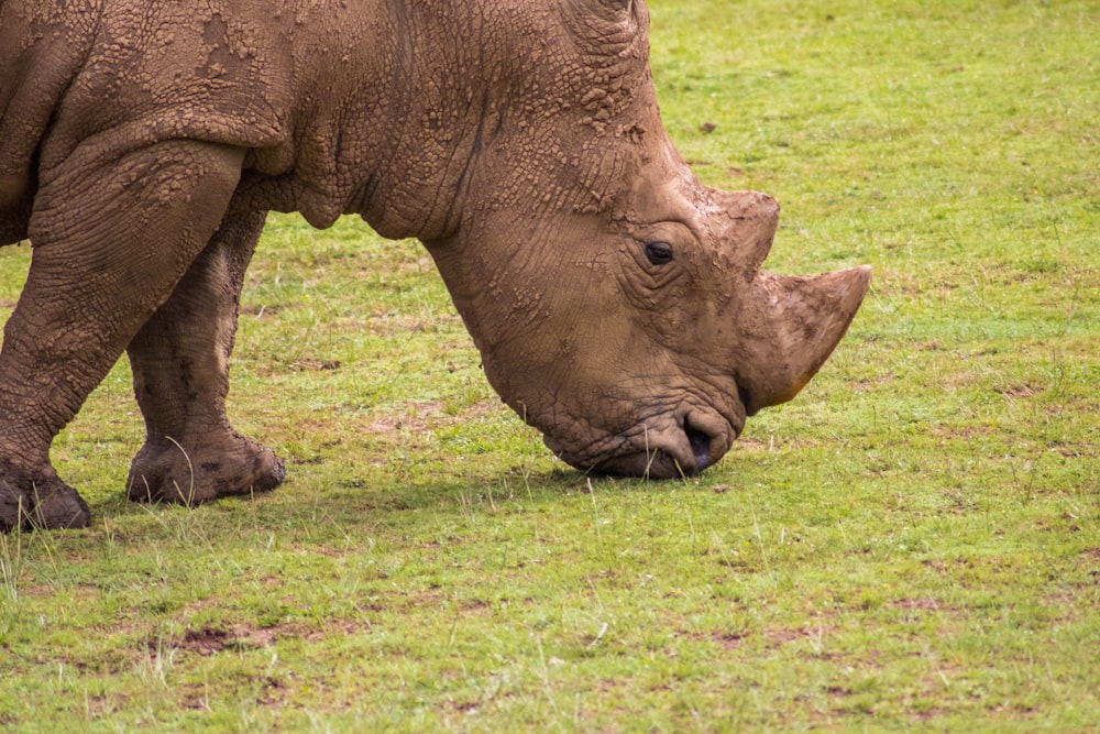 brown rhinoceros on green grass field during daytime