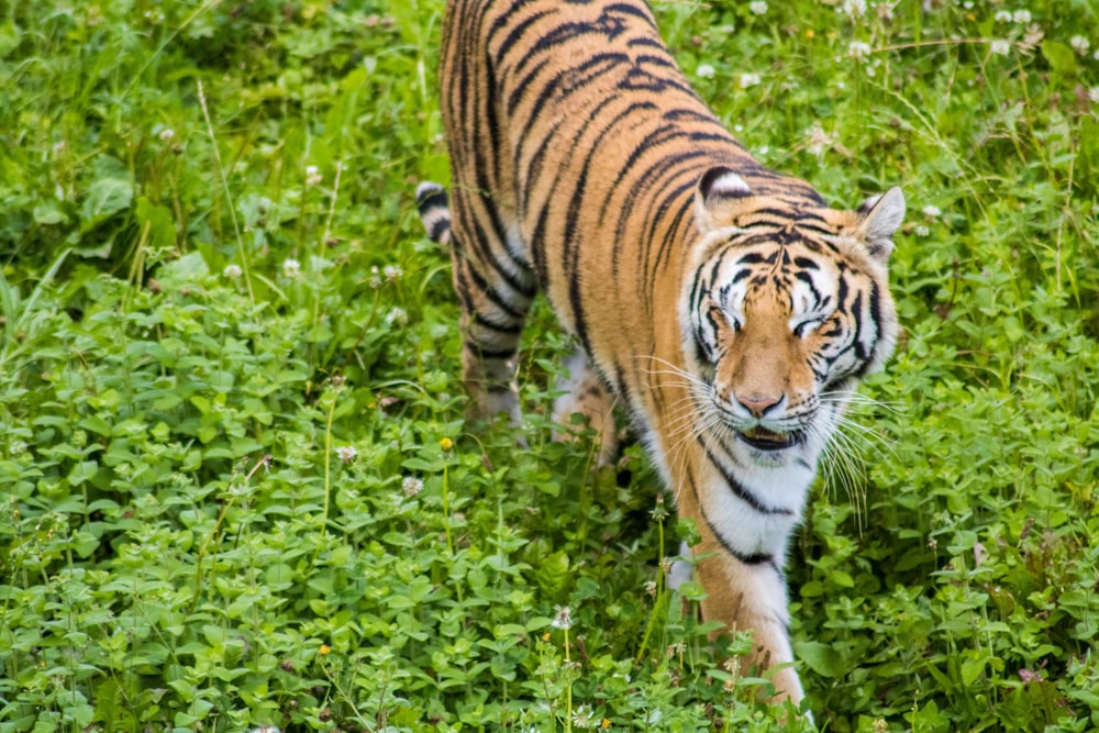 tiger walking on green grass during daytime