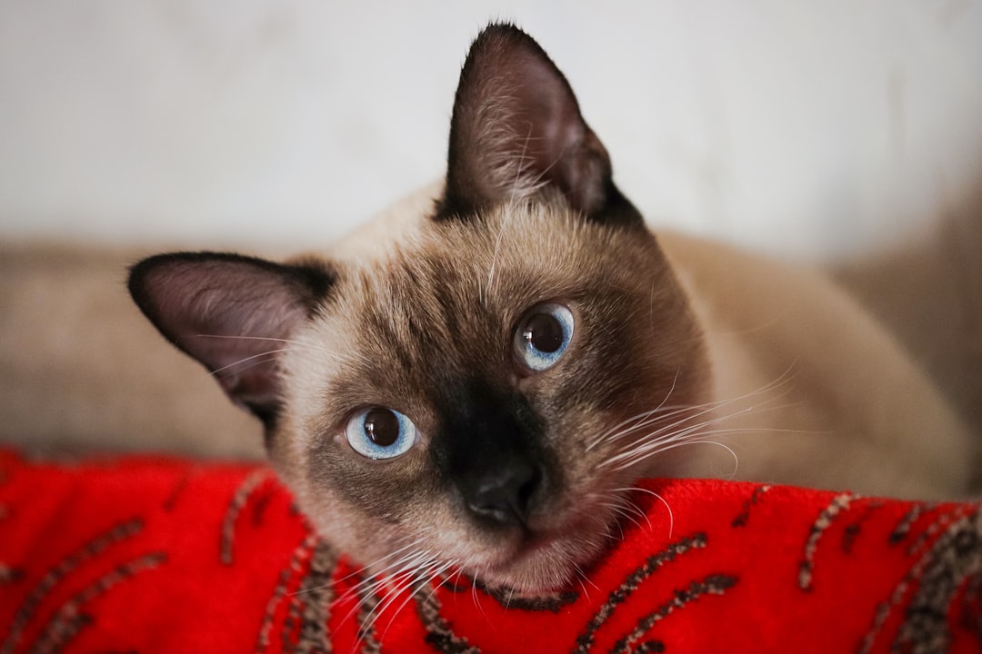 How Much Does a Siamese Cat Cost in 2024?