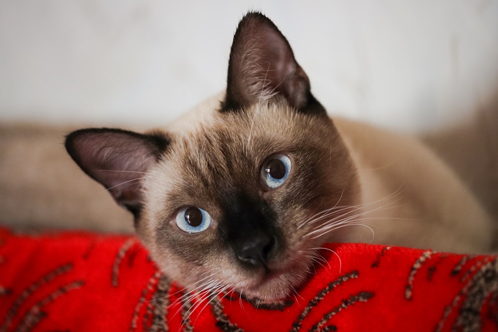 brown and black cat on red textile