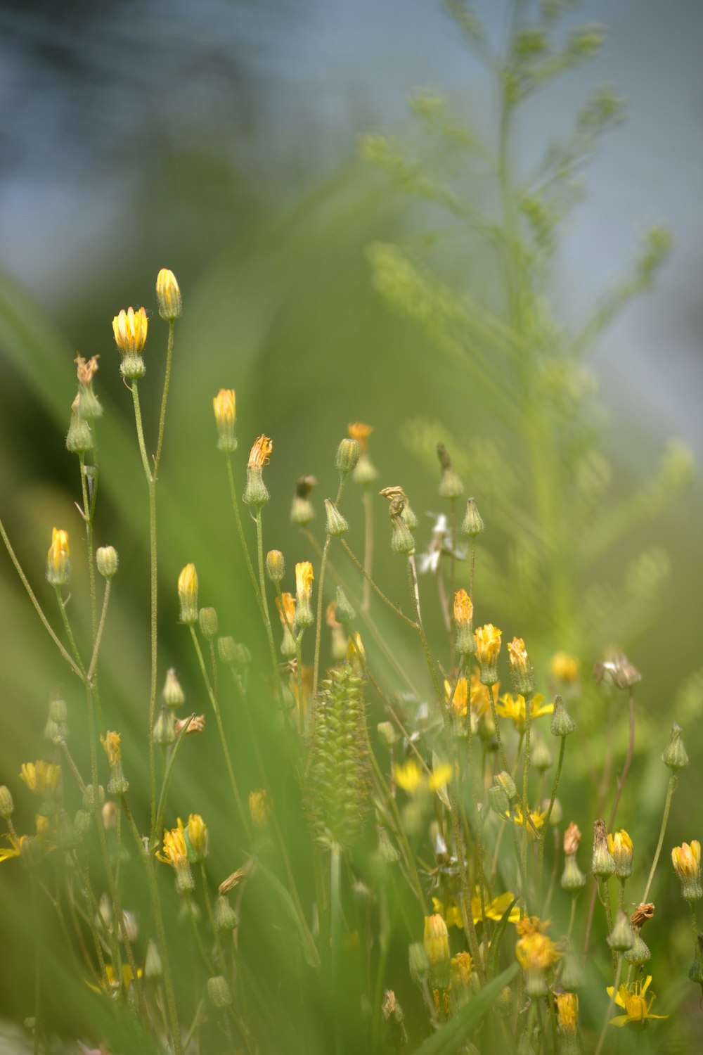 yellow flower in tilt shift lens