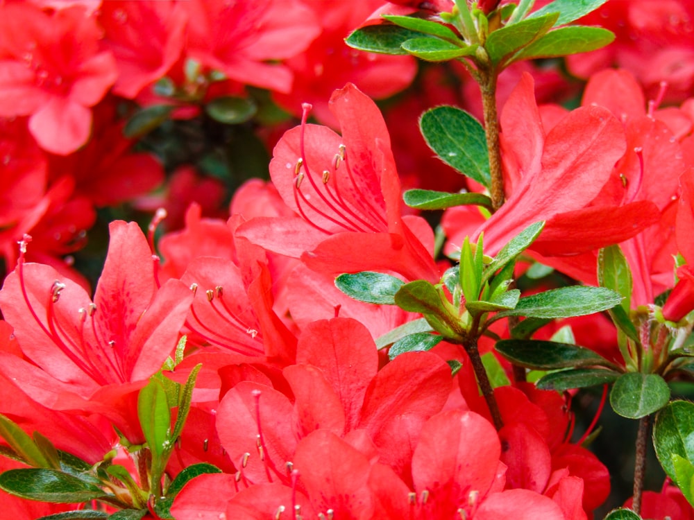 red flowers in macro shot