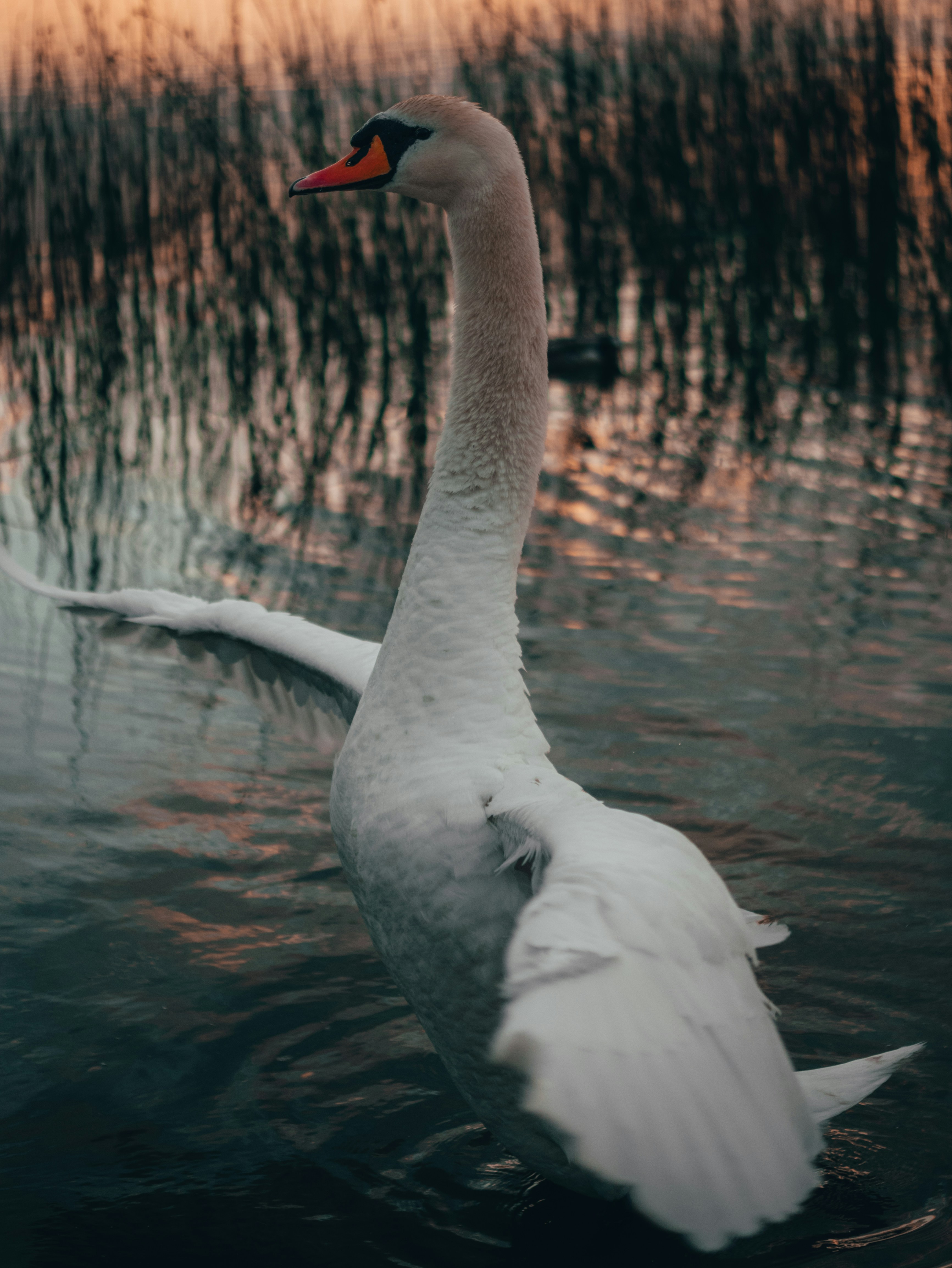 Photo by maksim_taawy