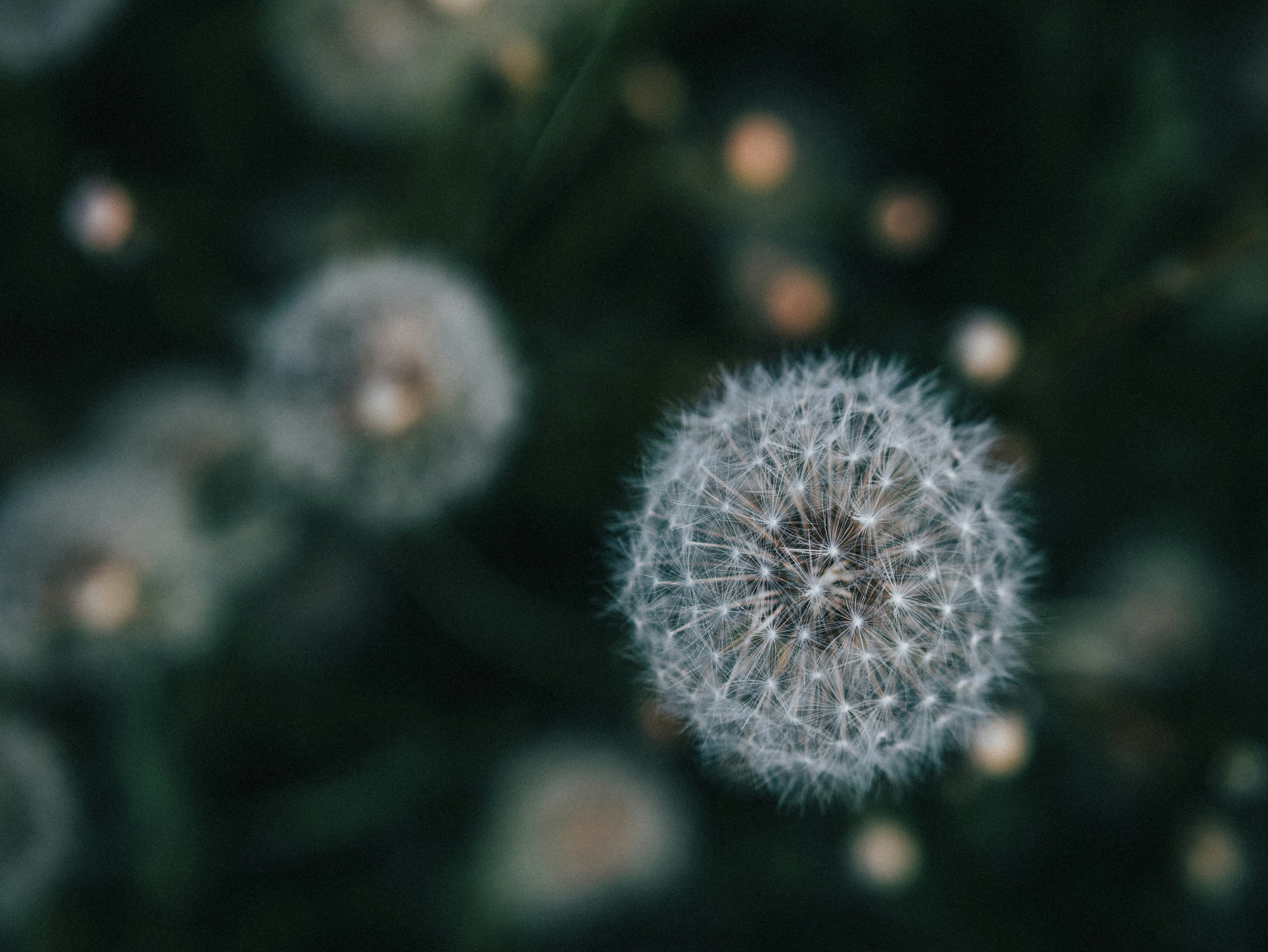 Photo by maksim_taawy