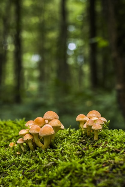 brown mushrooms on green grass during daytime