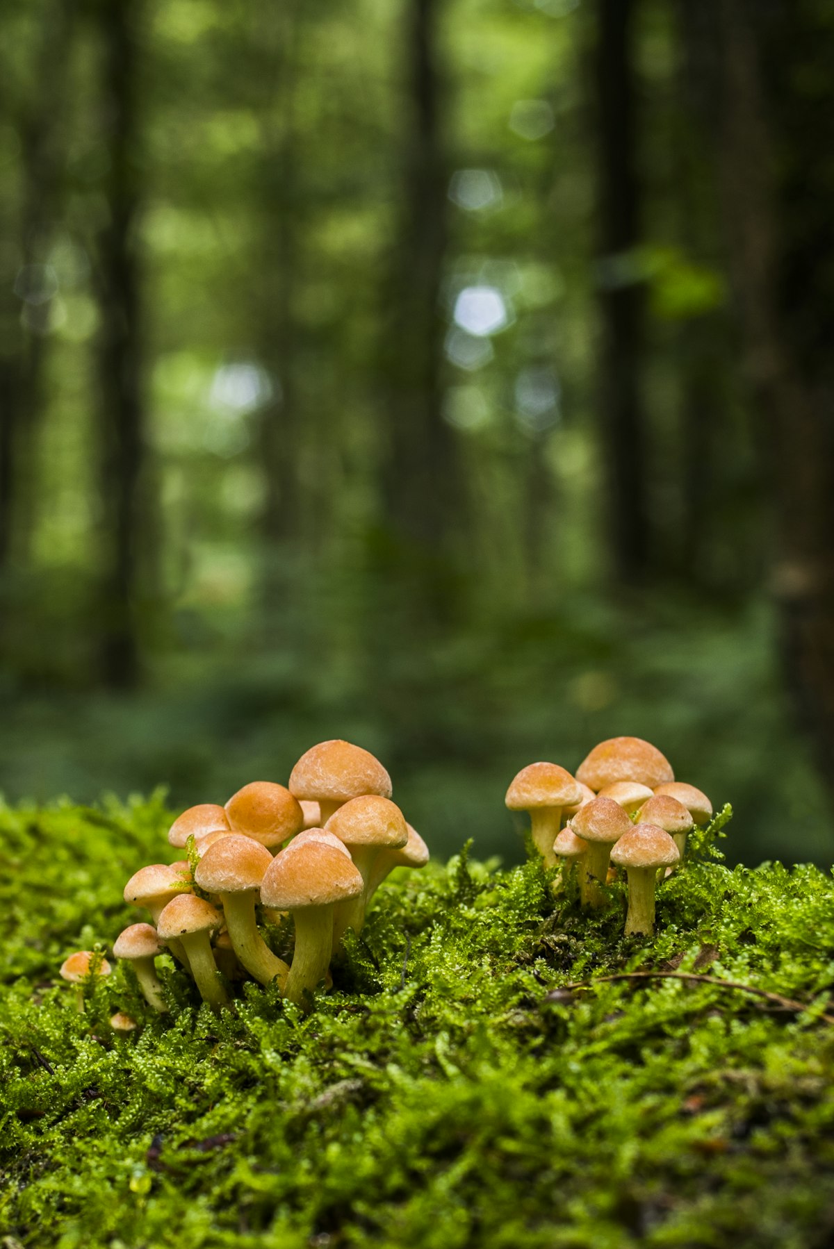 Brown mushrooms growing in green grass