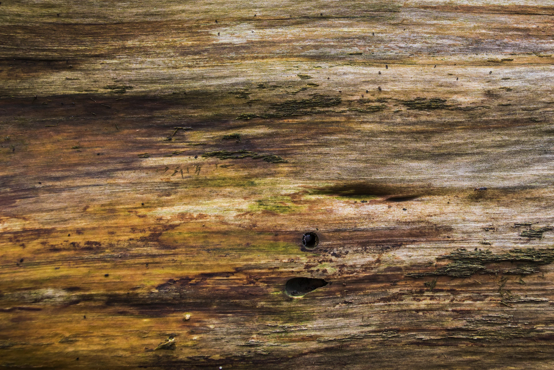 a close up of a tree trunk with a black hole in it
