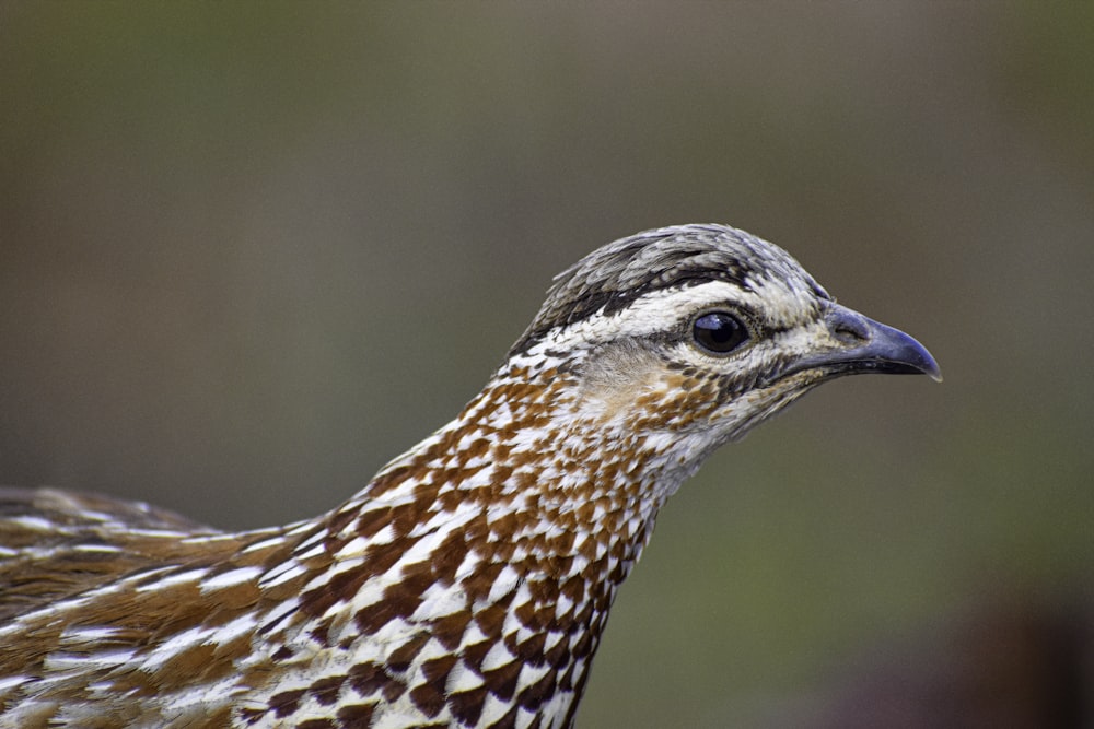 brown and white bird in close up photography