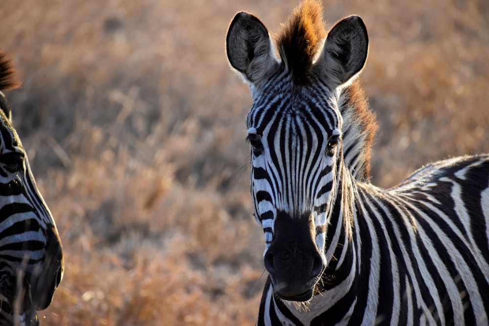 Zebra steht tagsüber auf braunem Rasen