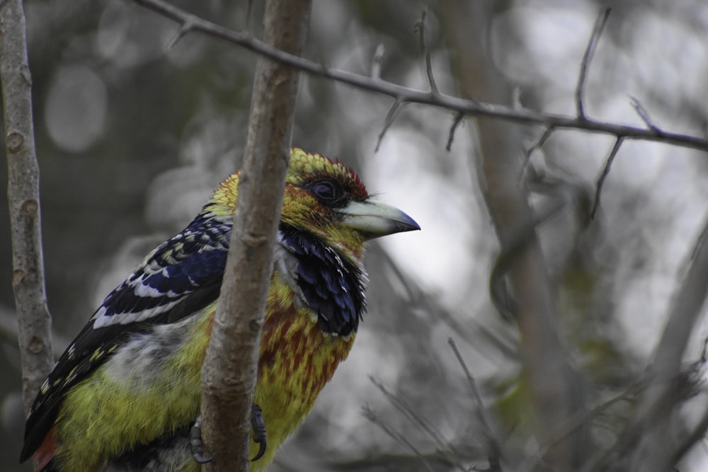 yellow black and blue bird on brown tree branch