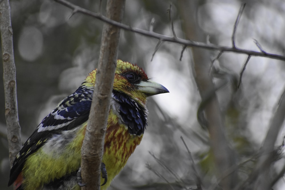 Uccello giallo, nero e blu sul ramo marrone dell'albero