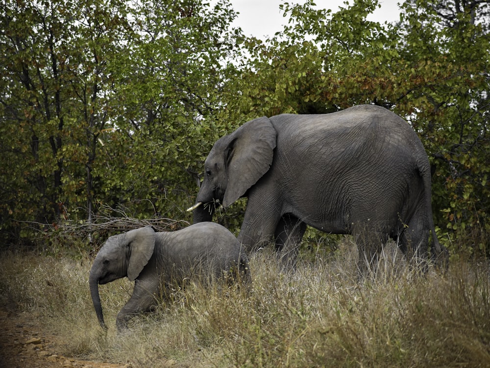 gray elephant on brown grass field during daytime