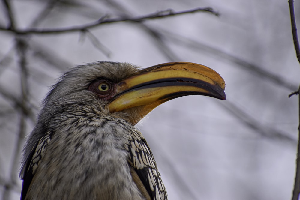 Grauer und schwarzer Vogel auf Ast