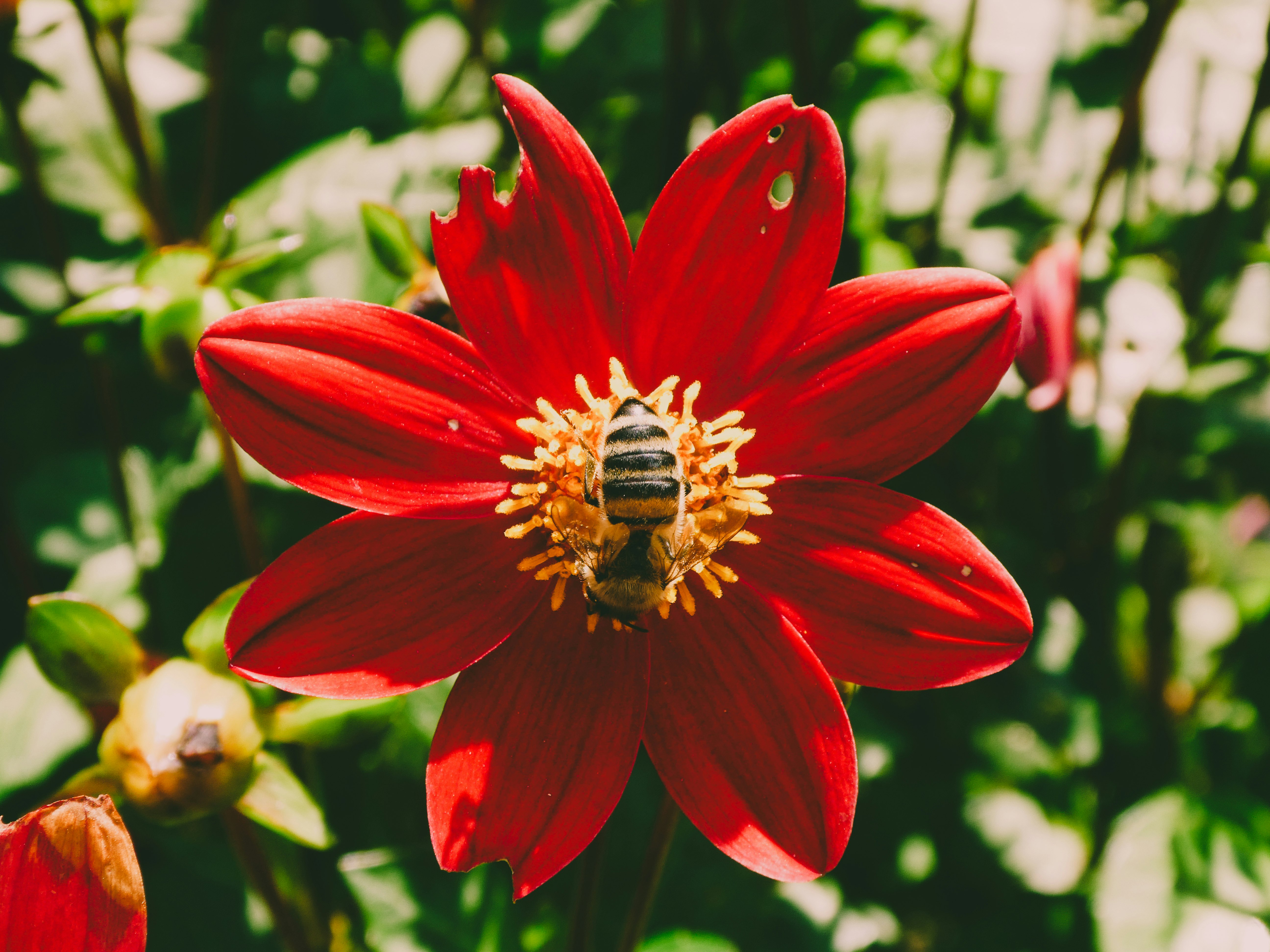 Photo de abeille japonaise par Manon Drogue