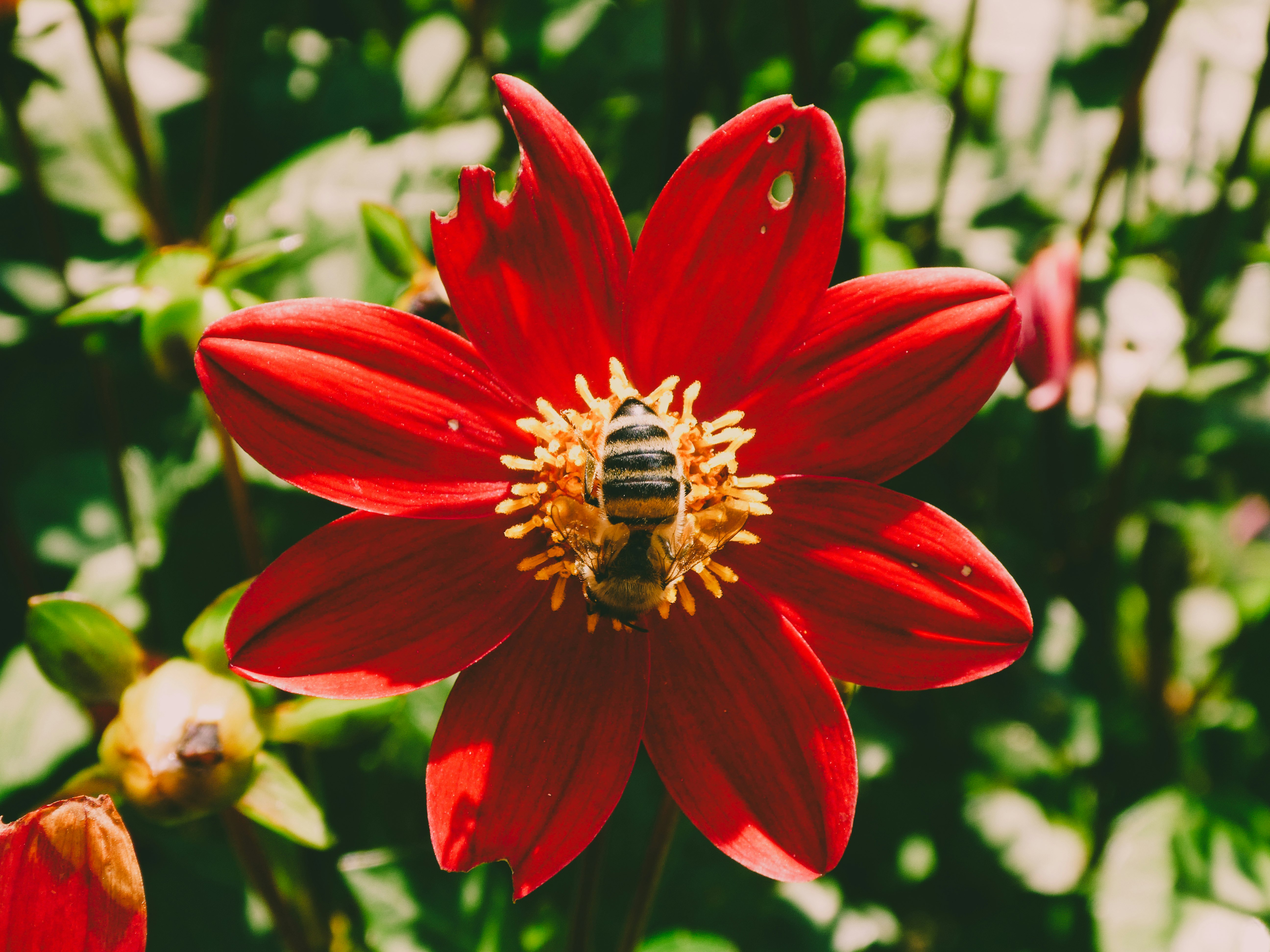 Photo de abeille maçonne par Manon Drogue