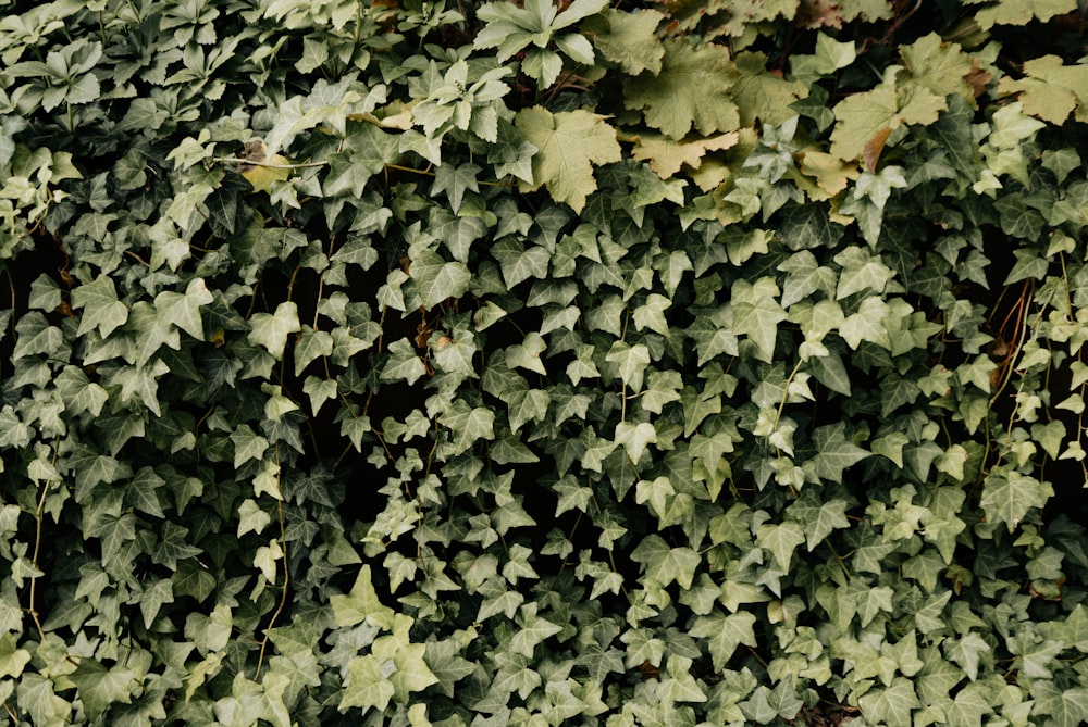 green and yellow leaves on ground