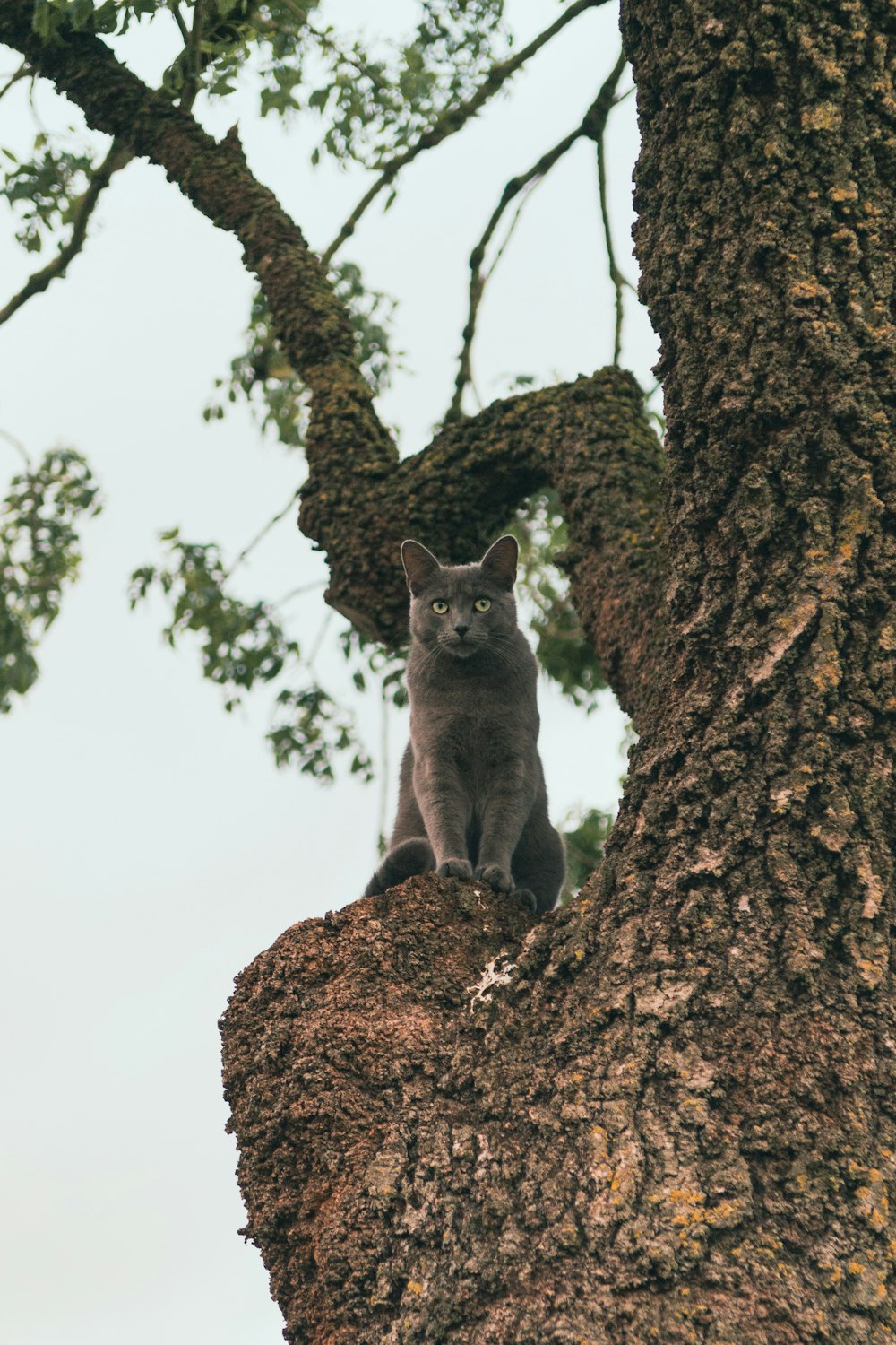gray cat on brown tree