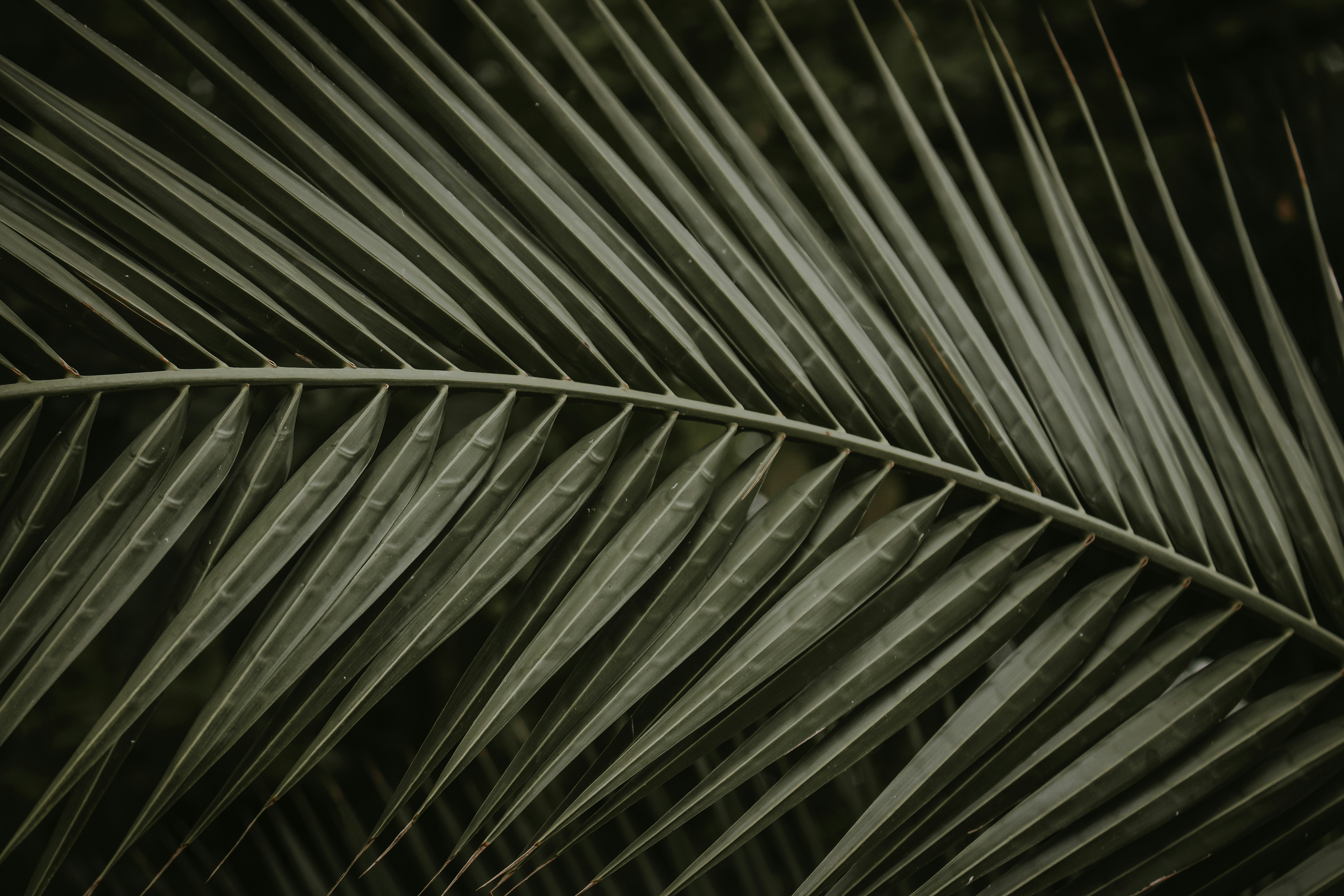 green leaf plant in close up photography