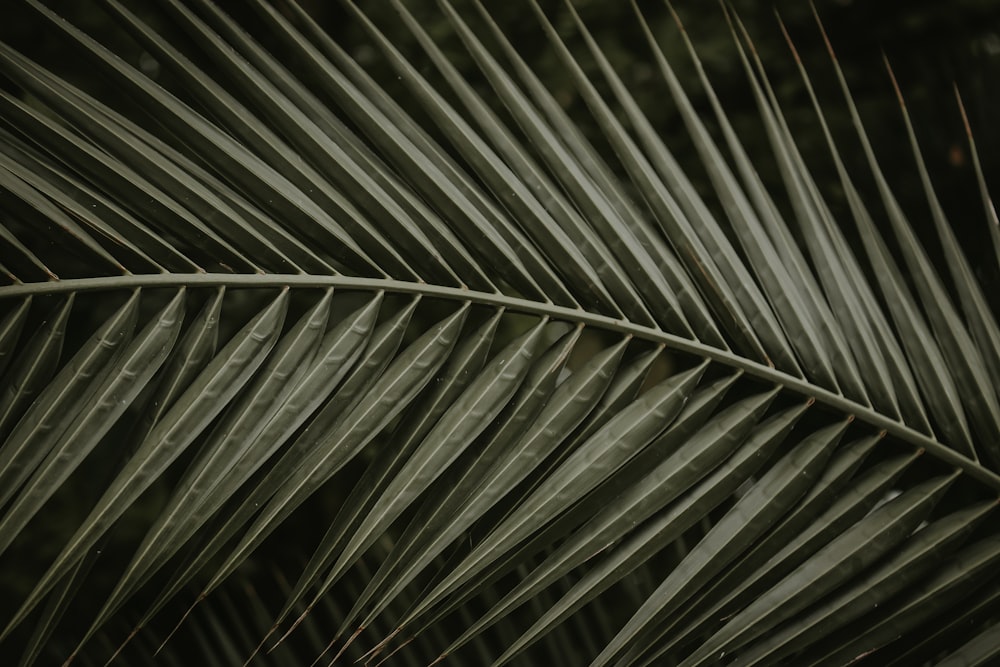 green leaf plant in close up photography