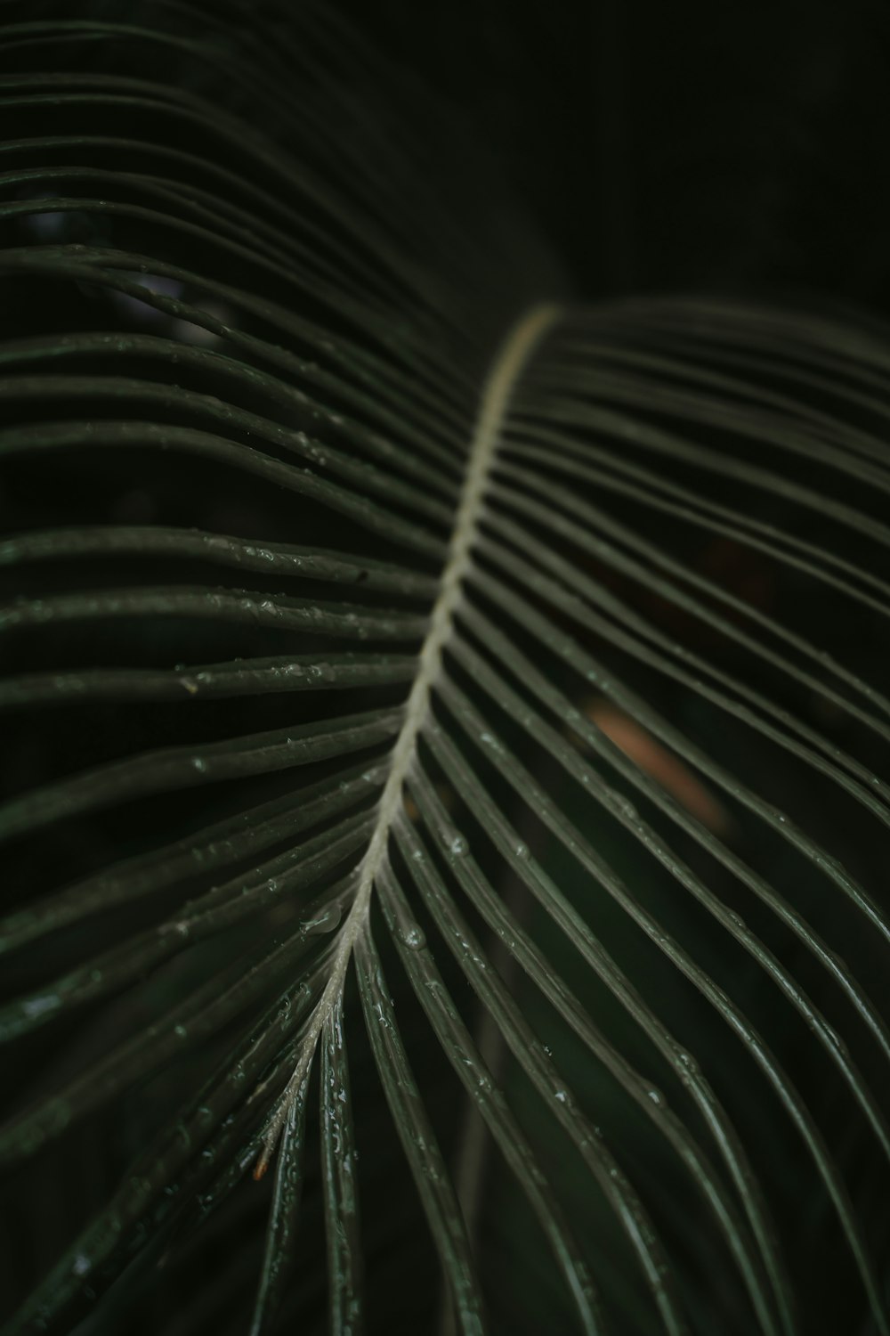 green leaf plant in close up photography