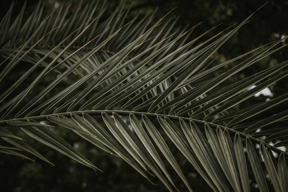 green leaf plant during daytime