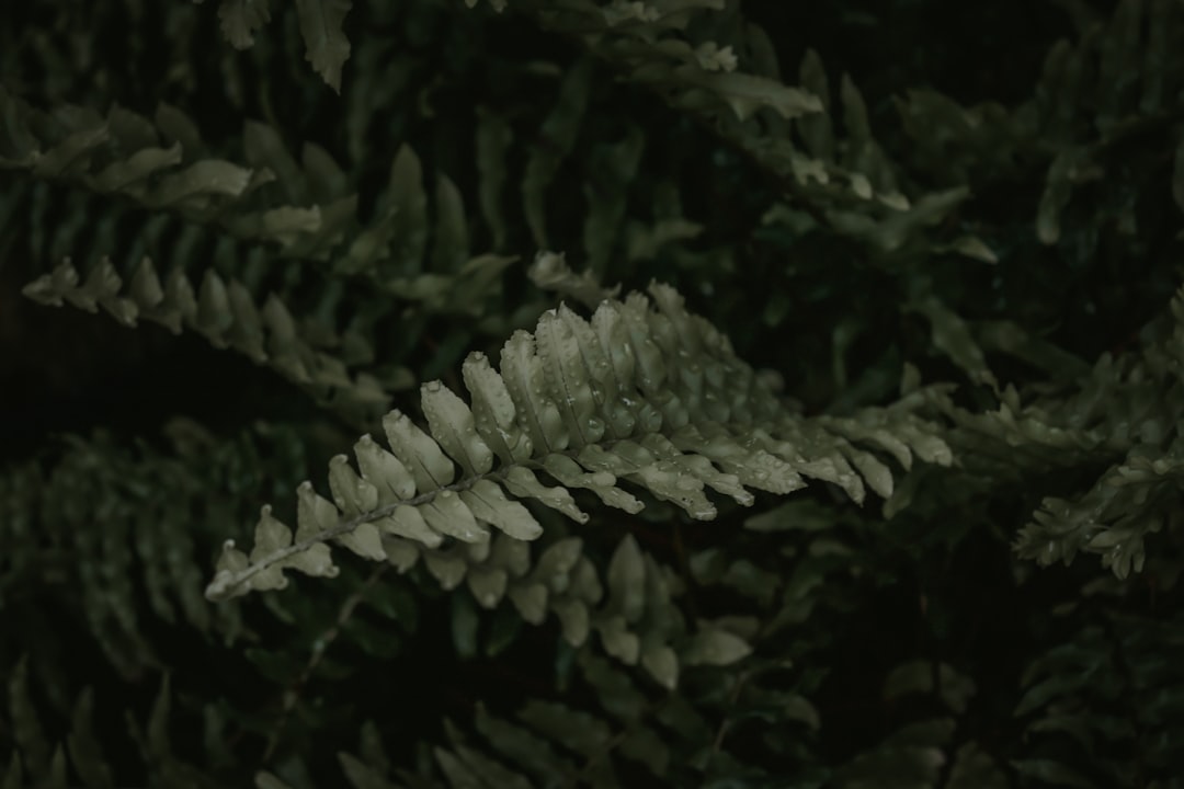 green fern plant in close up photography