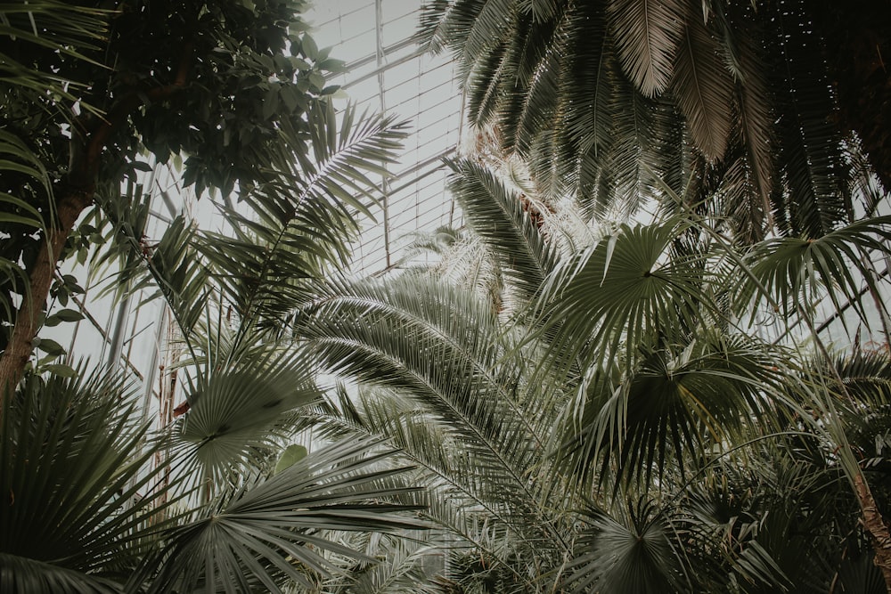 green palm tree during daytime