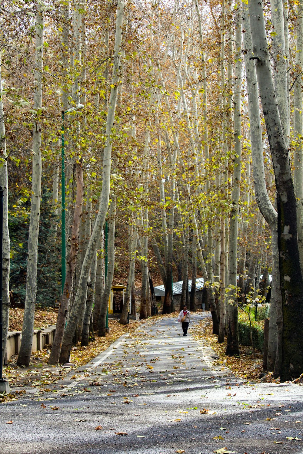 people walking on pathway between trees during daytime