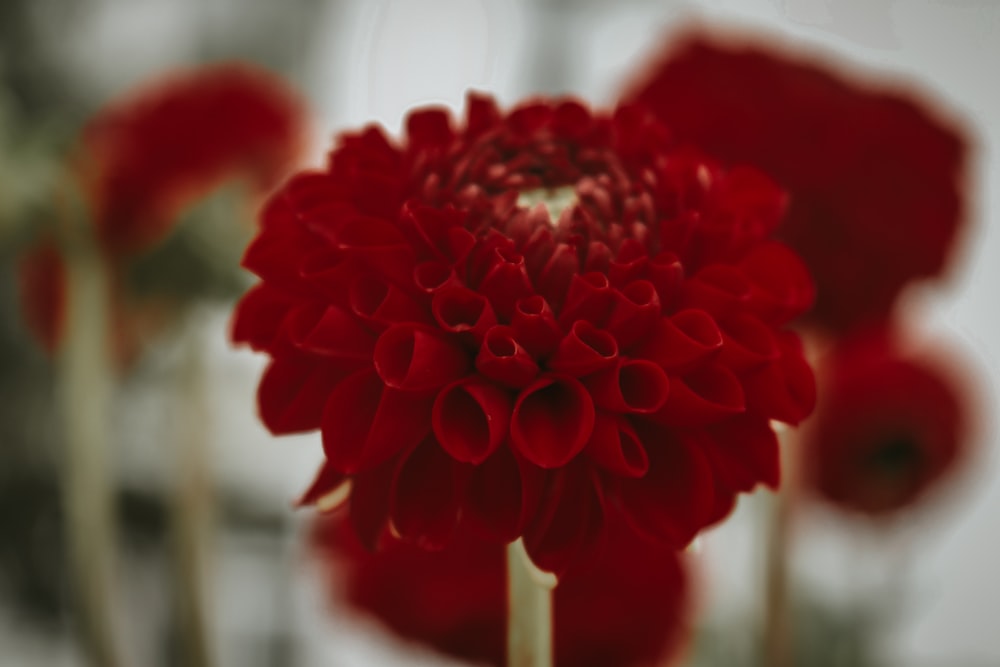 red flower in tilt shift lens