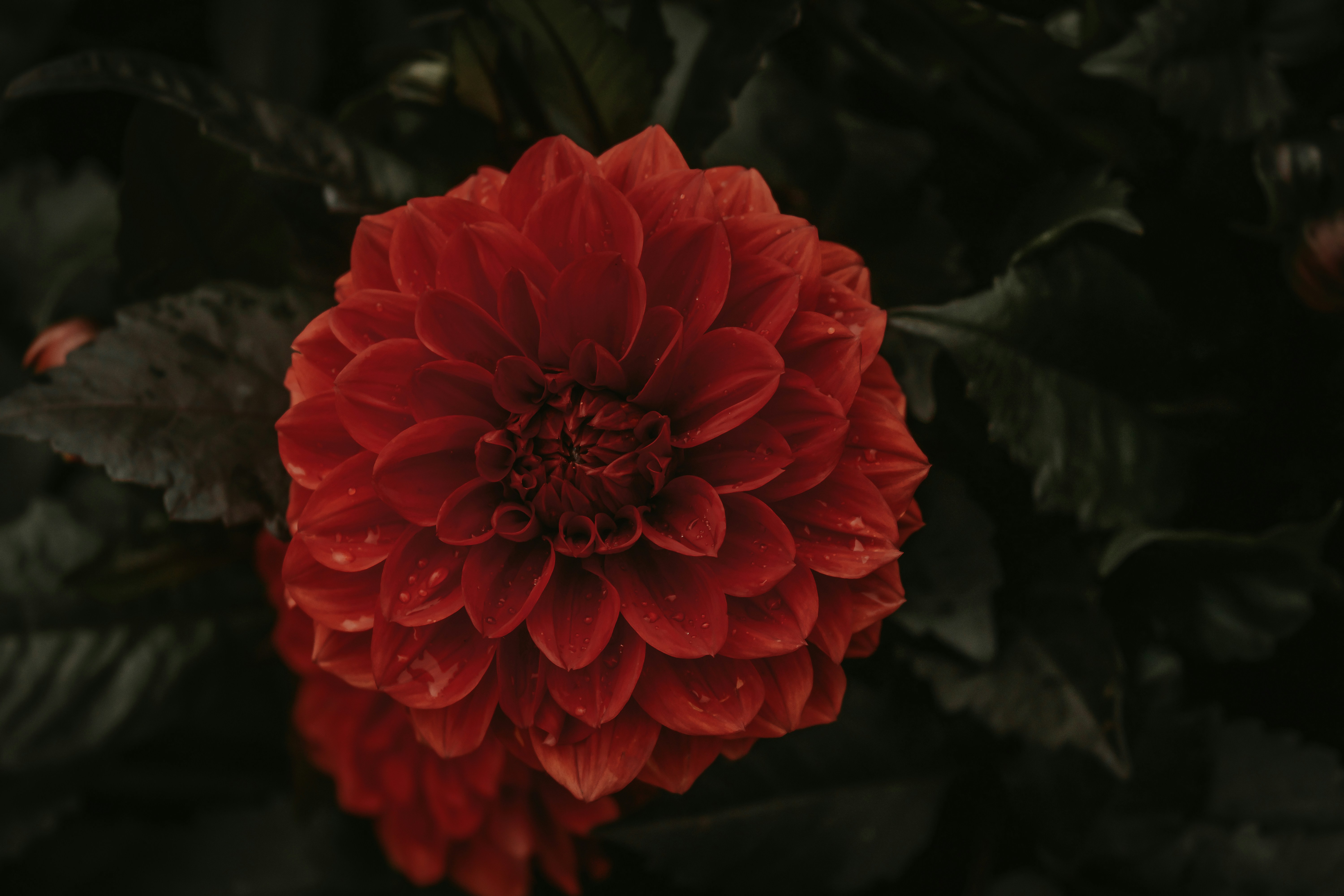 Photo by elisamoldovan