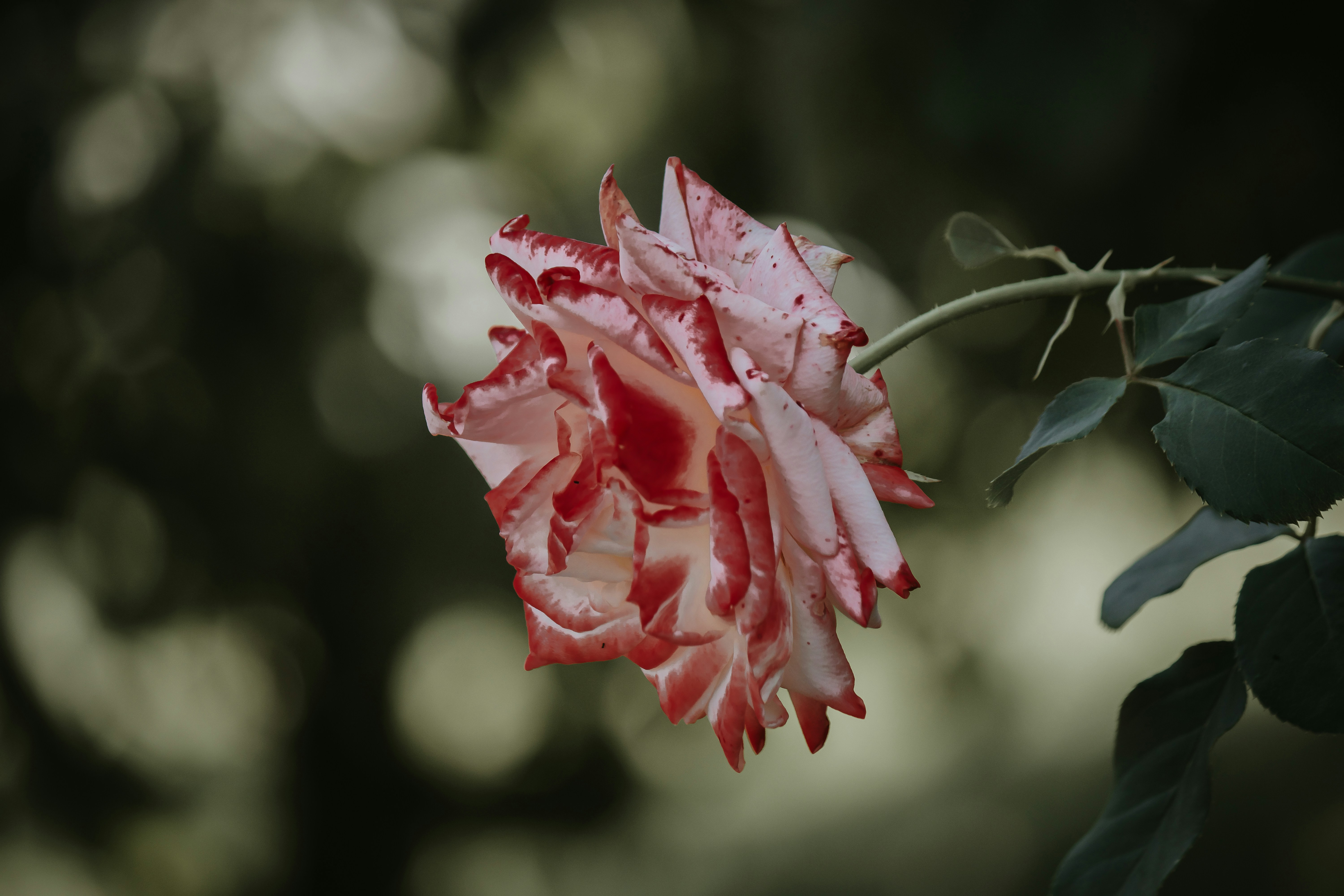 Photo by elisamoldovan