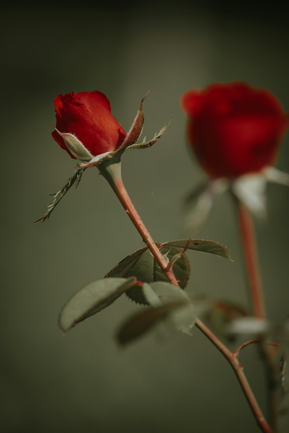 red rose in bloom close up photo