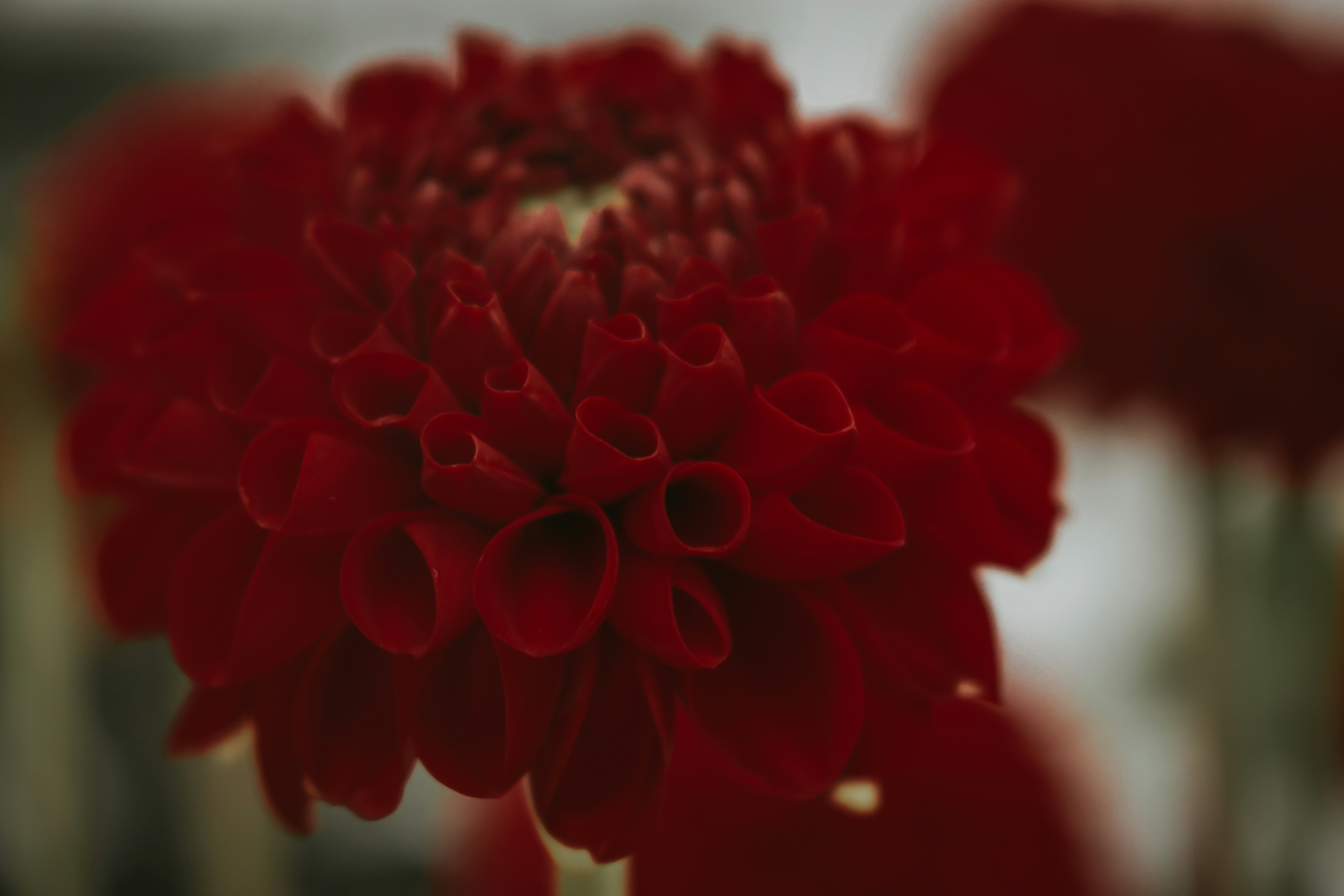 Photo by elisamoldovan