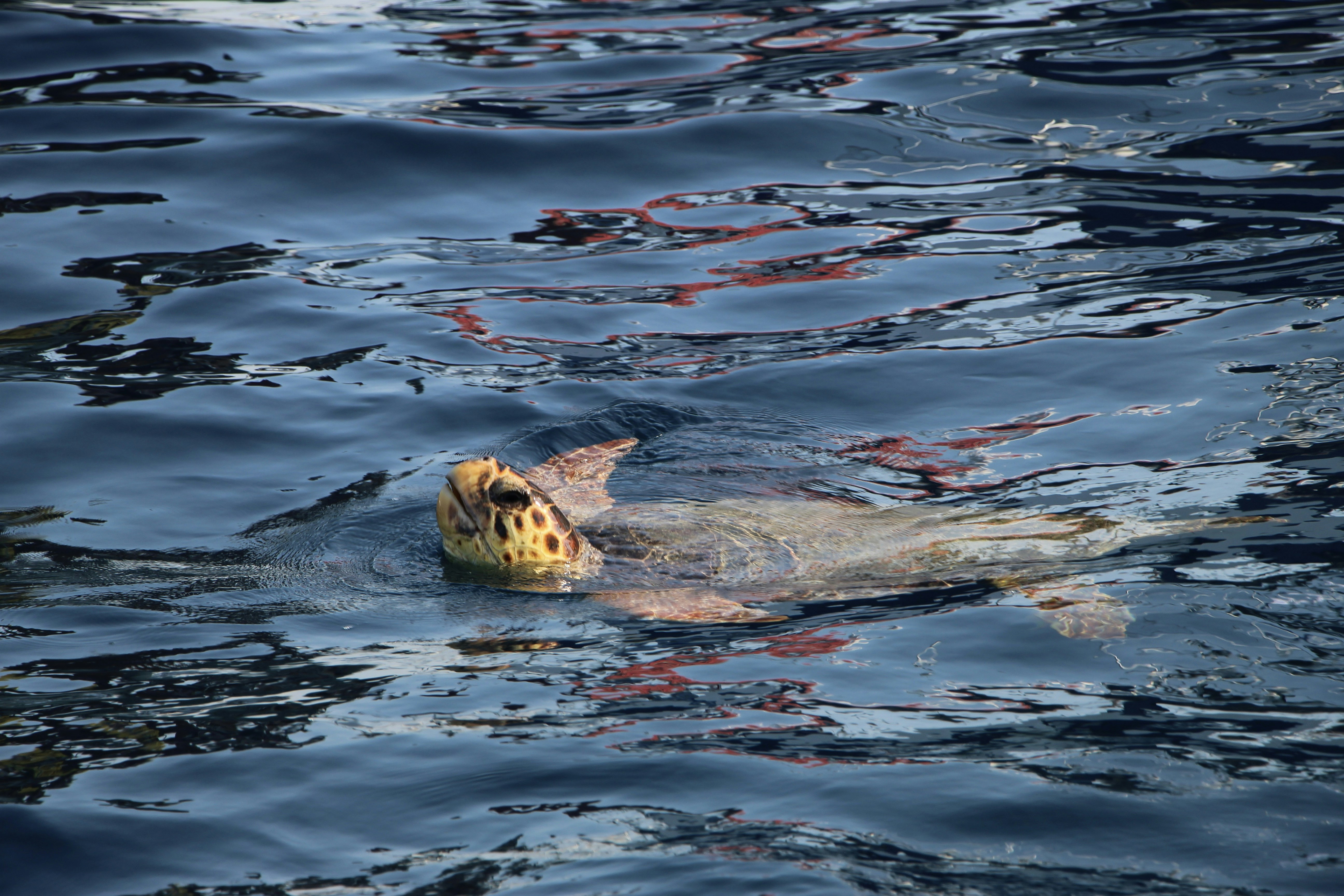 Photo by lisaboonaerts