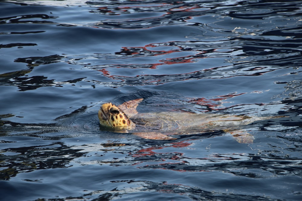 brown sea turtle on water