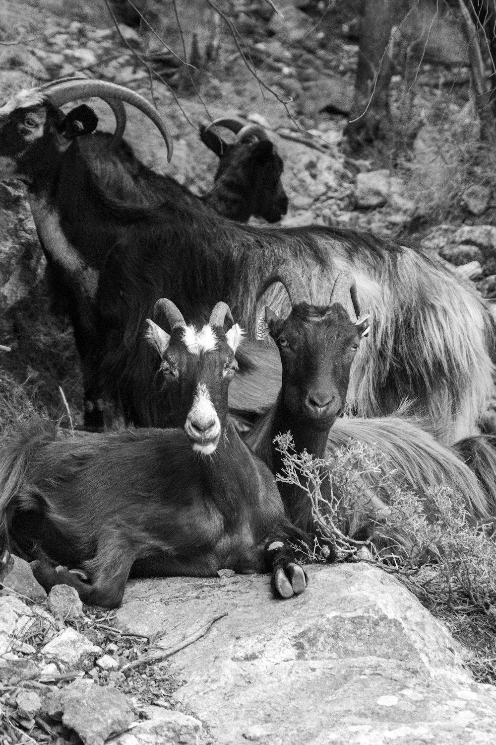 grayscale photo of 2 horses on grass field