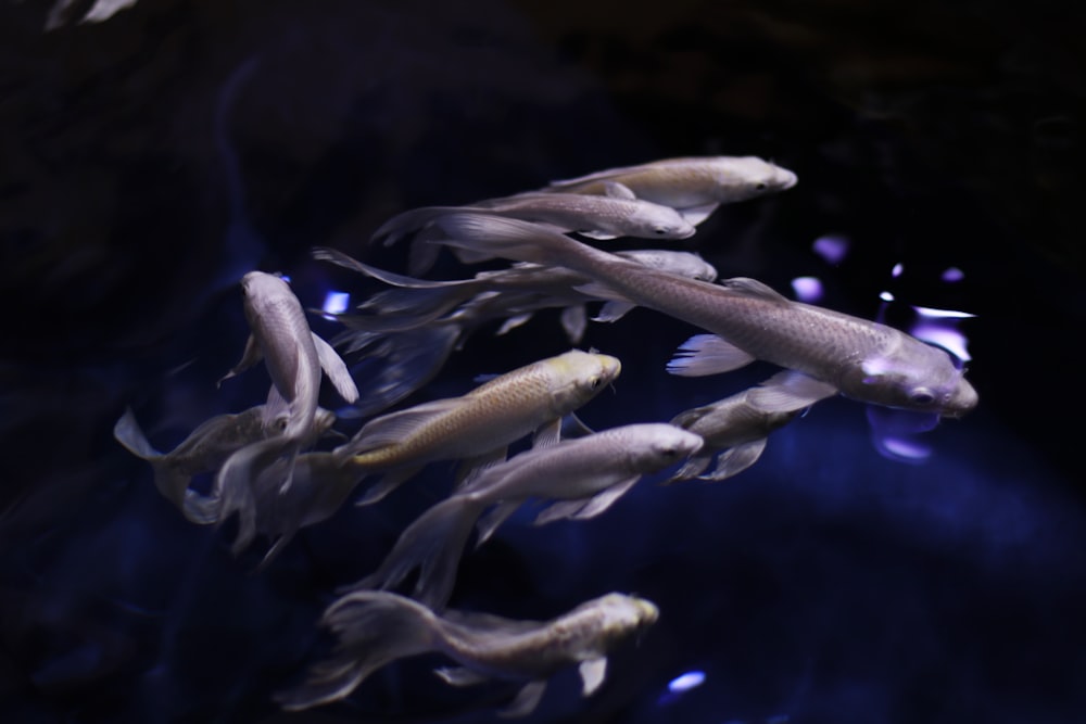 white and gray fish in water