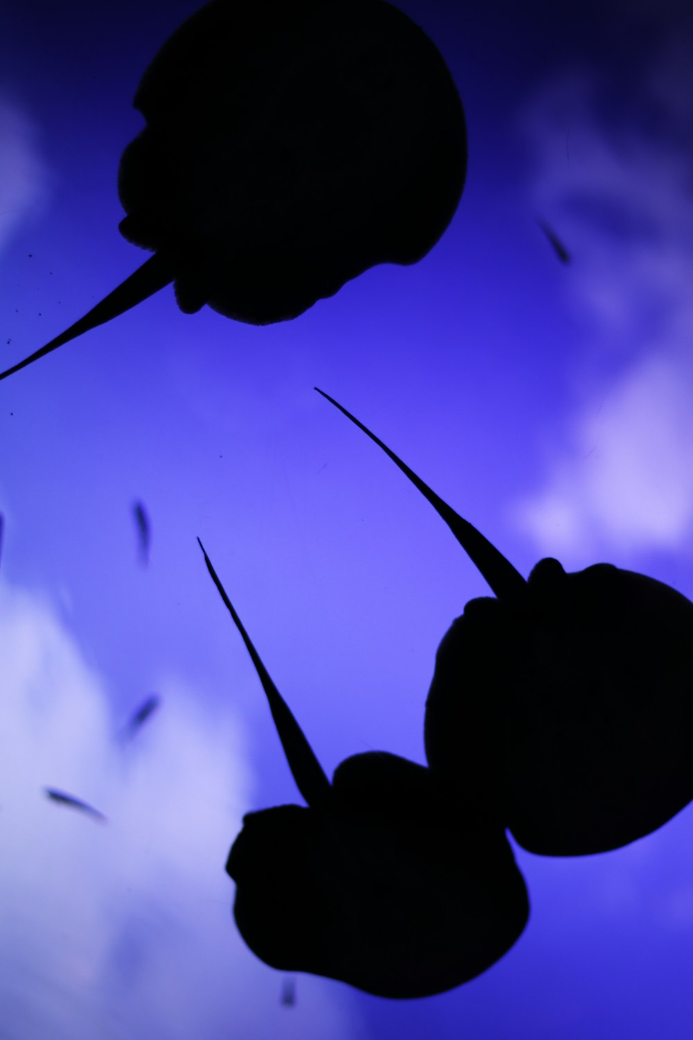 silhouette of man under blue sky