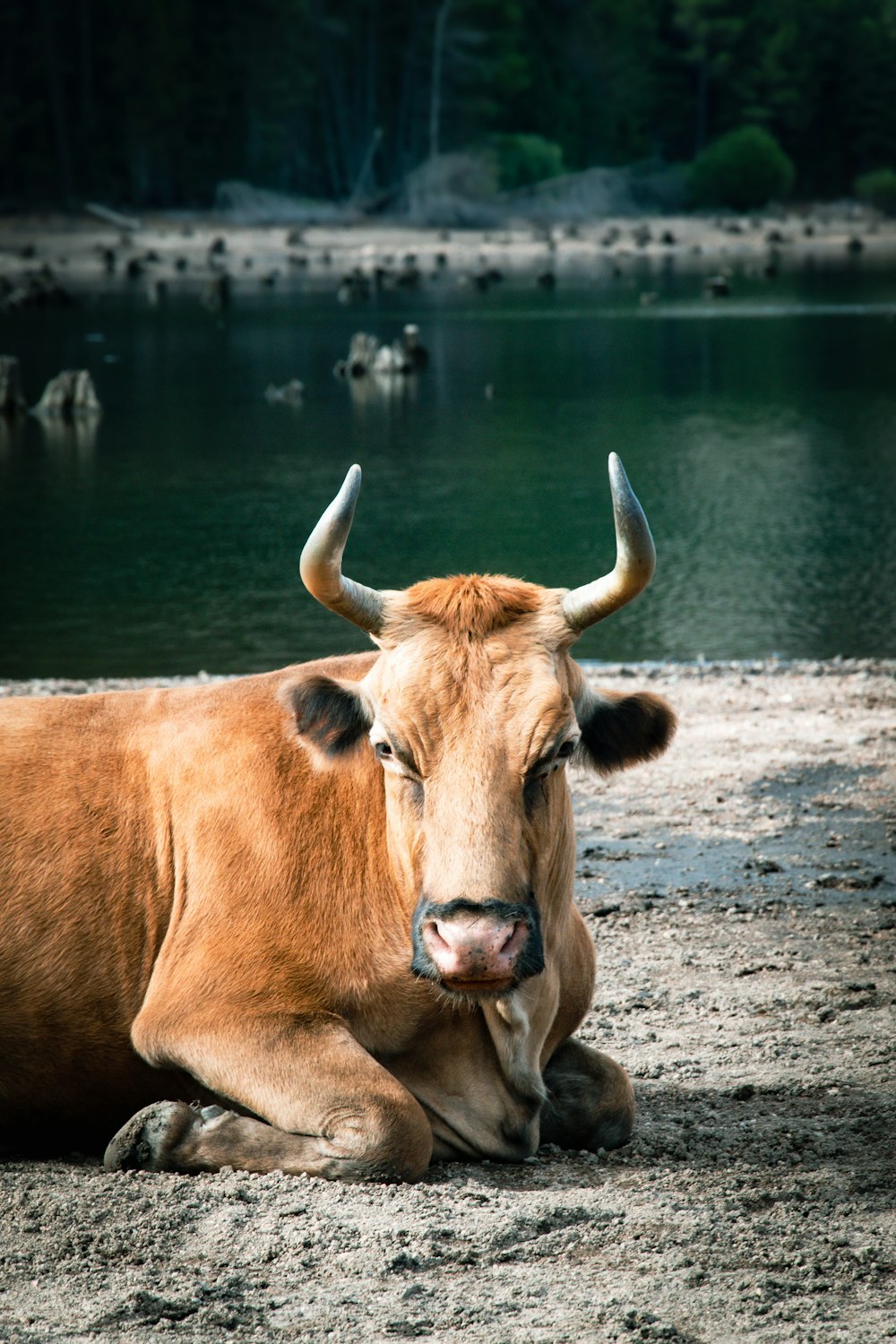 brown cow on gray sand near body of water during daytime