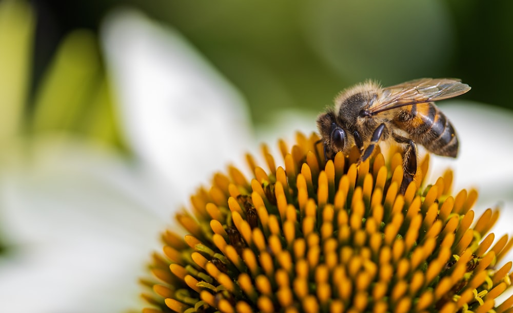 yellow and black bee on yellow flower