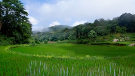Lush green rice fields stretch expansively under a partly cloudy sky. Dense forested hills form the backdrop, with a few patches of mist visible. The scene conveys a sense of tranquility and natural beauty, highlighting the vibrant greenery and serene landscape typically found in rural areas.