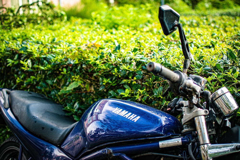 blue and black motorcycle near green plants during daytime