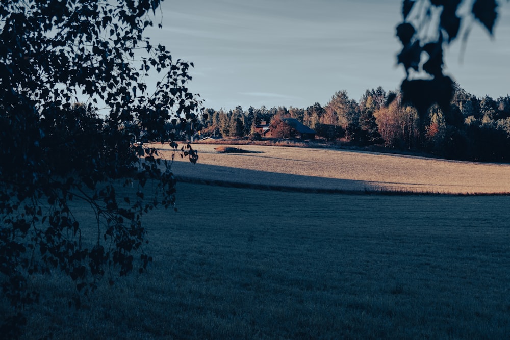 green trees near brown field under white clouds during daytime