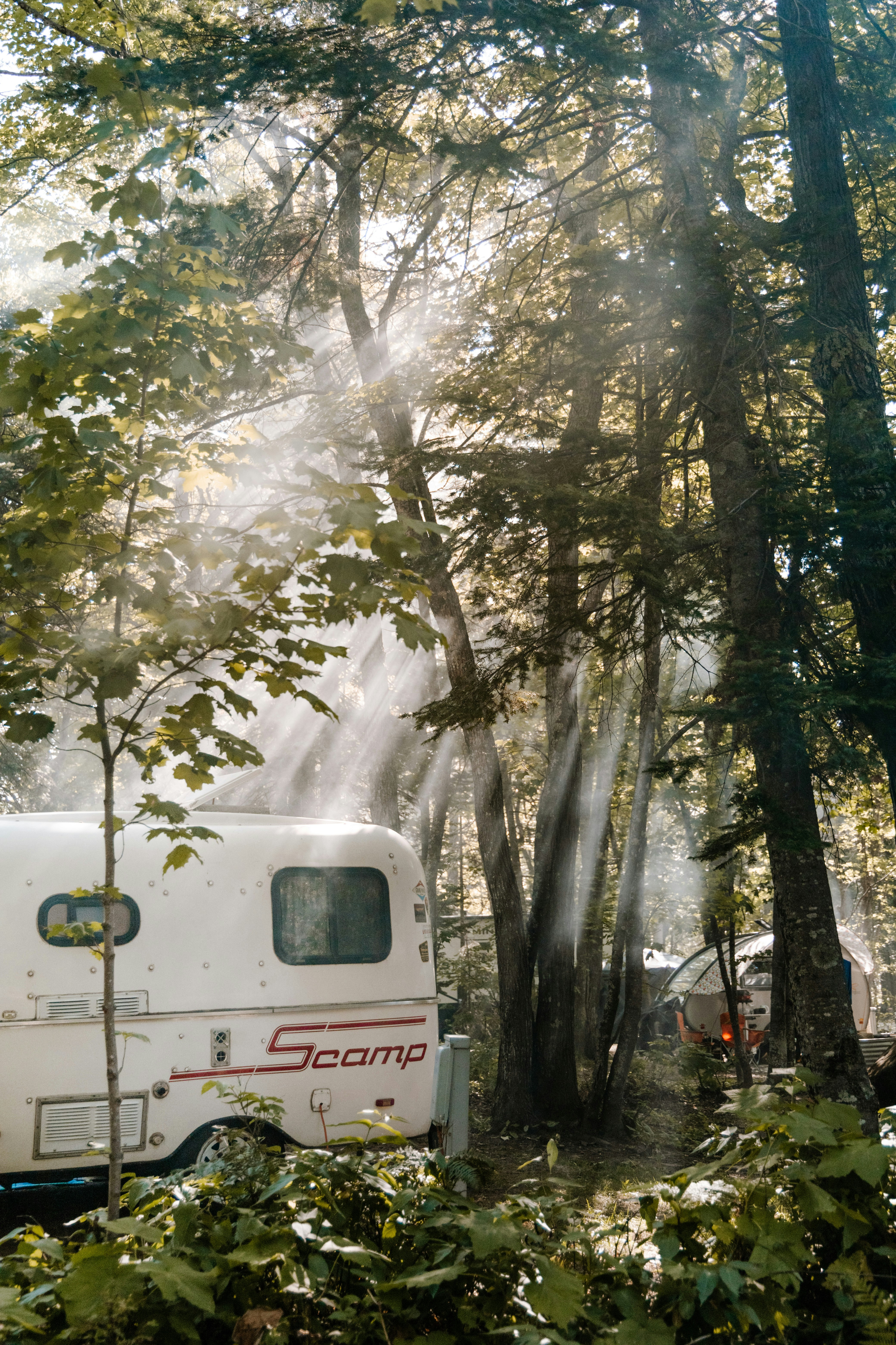 white van in the forest during daytime