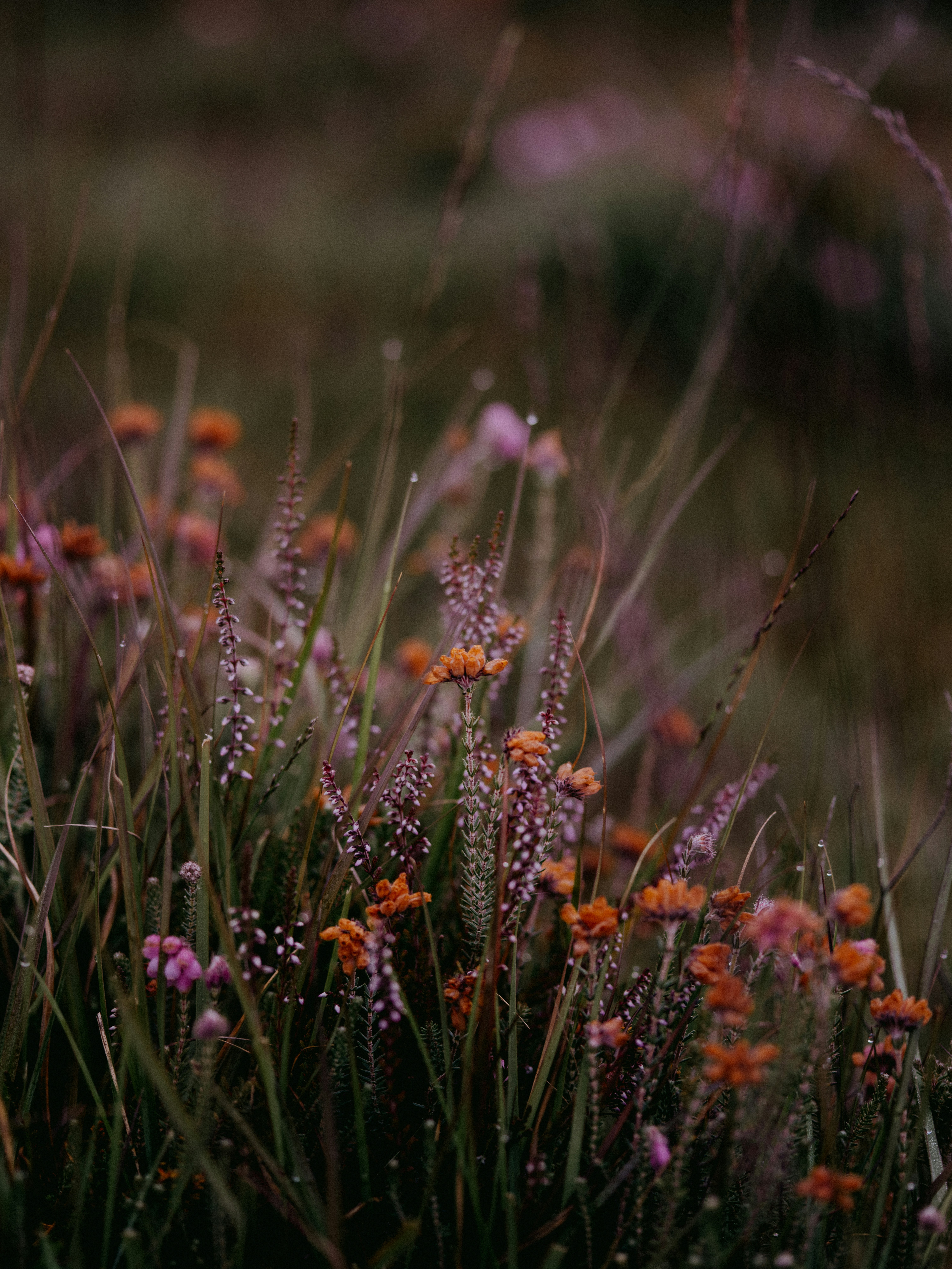 Photo by anniespratt
