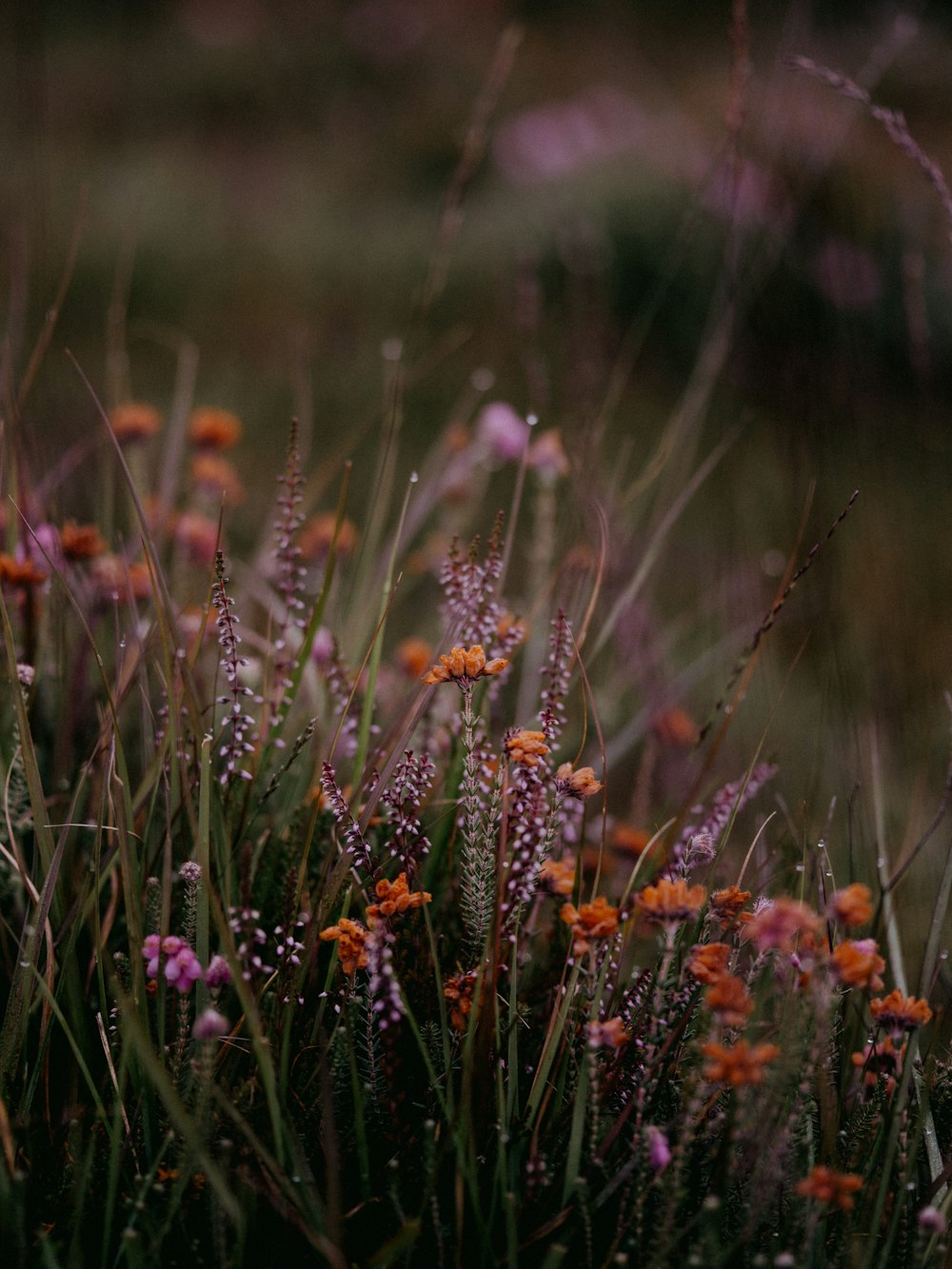 purple and orange flowers in tilt shift lens