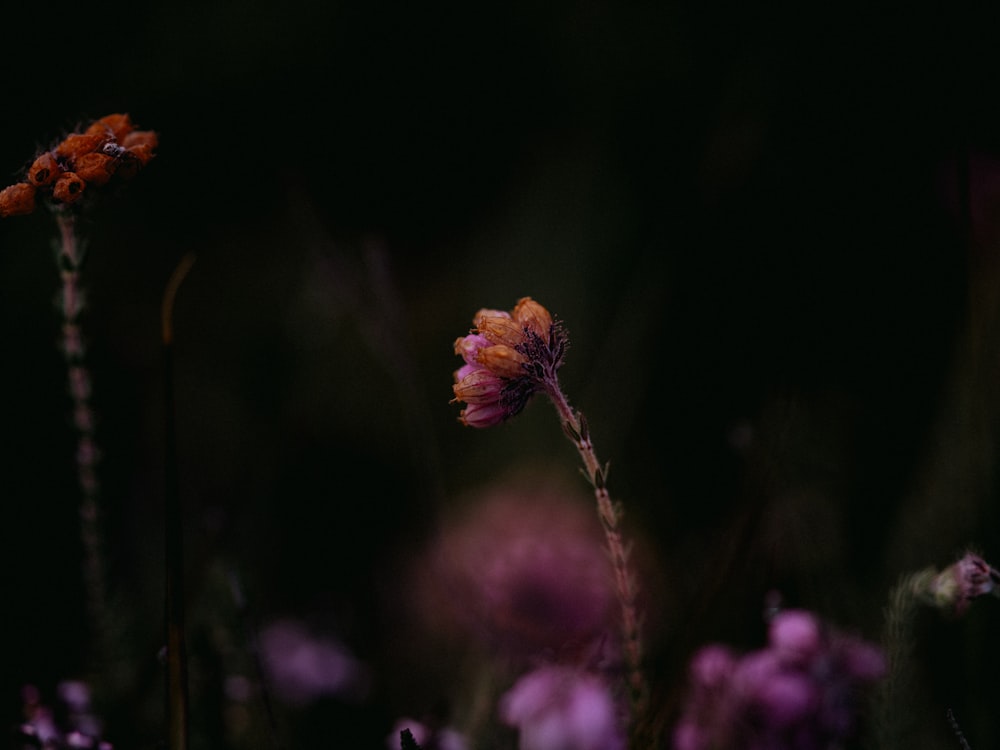 brown flower in tilt shift lens