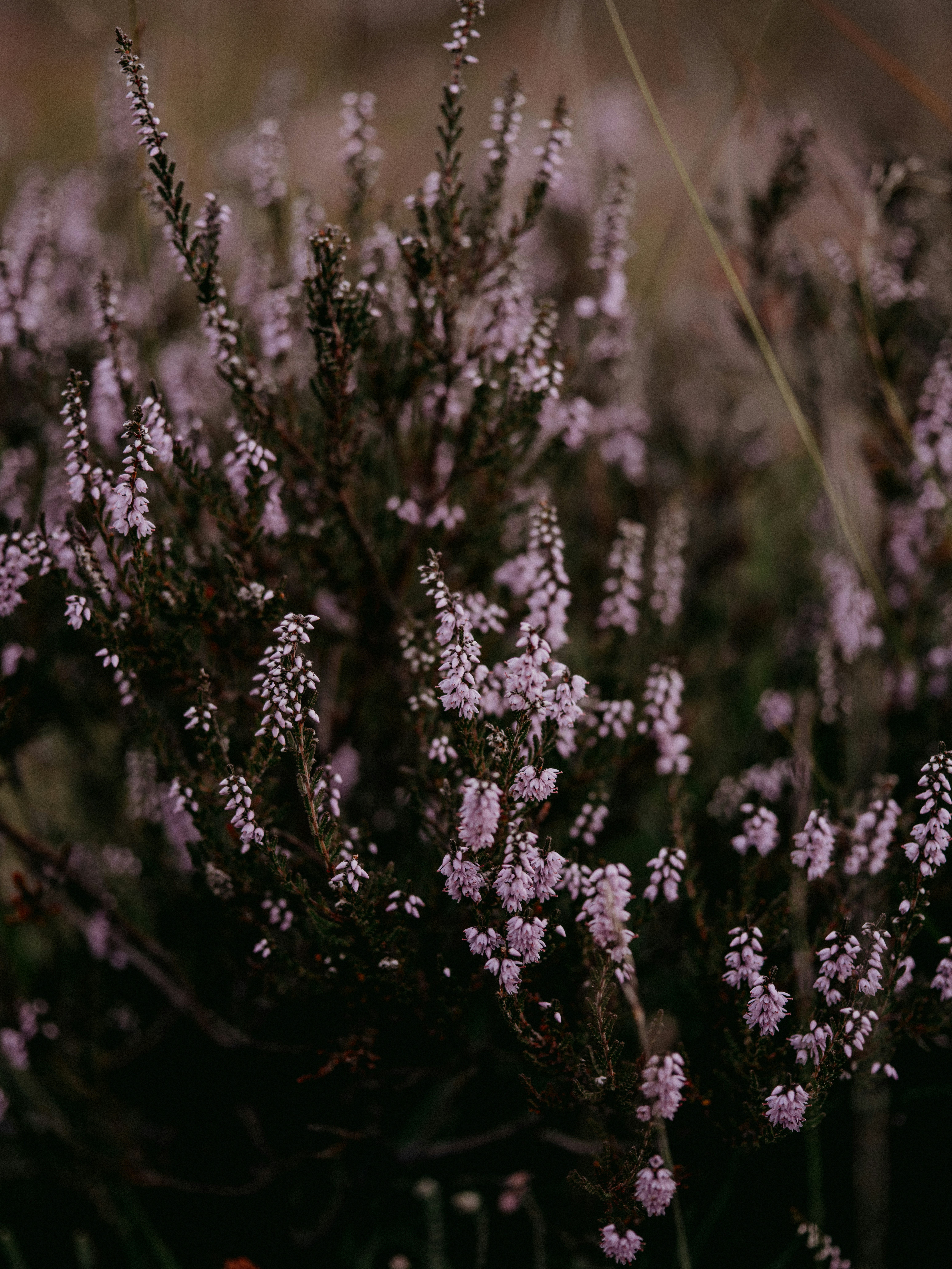 Photo by anniespratt