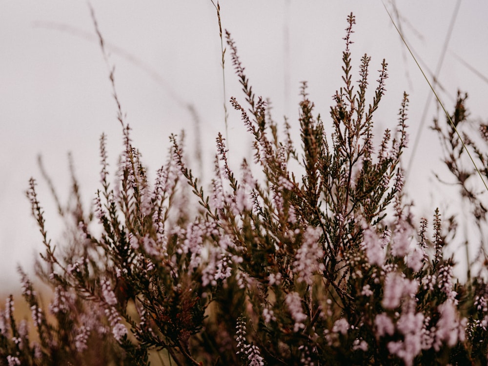 brown grass in close up photography